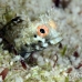 blenny_roughhead_bw_wc_h_0343_tci1275.jpg